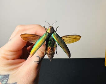 Calodema suhandae。タマムシ。コガネムシ。タマムシ科。収集品