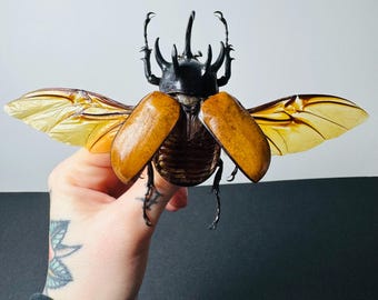 Eupatorus gracilicornis, preserved insect with outstretched wings • Black and beige Dynastes • Asian insect for a cabinet of curiosities