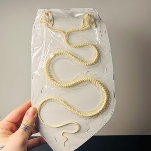 Bicapital snake skeleton, medium size, in blister pack - Very rare, unmounted specimen - Zoological curiosity for a cabinet of curiosities