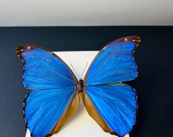 Morpho Didius – Large Metallic Blue Preserved Butterfly | Rare