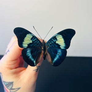 Panacea Prola – Blue and Red Preserved Butterfly | Rare Exotic Specimen for a Cabinet of Curiosities | Tropical Insect Collector