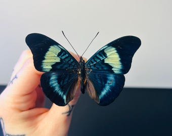 非常に珍しい赤いスノーアポロ蝶の額入り標本 - Parnassius nomion