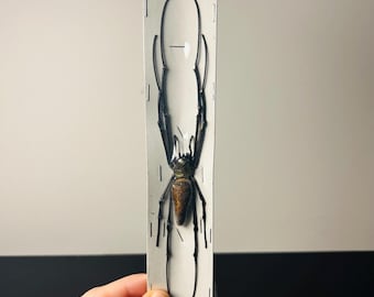 Spinne Nephila Pilipes in Blisterpackung - Rohes, unpräpariertes Exemplar - Exotisches Spinnentier für Kuriositätenkabinett oder entomologische Sammlung
