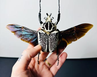 Goliathus, the Small African Goliath Beetle, Preserved Insect With