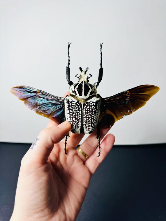 Goliathus, the Small African Goliath Beetle, Preserved Insect With