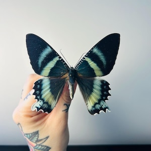 Alcides Orontes – Iridescent green and black butterfly, preserved | Rare tropical specimen from Australia for a cabinet of curiosities