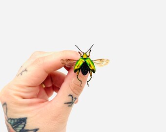 Sagra sp. – Naturalized metallic green leaf beetle (A1) – Long-legged Asian beetle – Cabinet of curiosities
