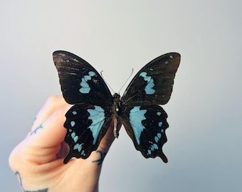青い蝶。Junonia rhadama。本物の蝶。青いバックアイ。アフリカン