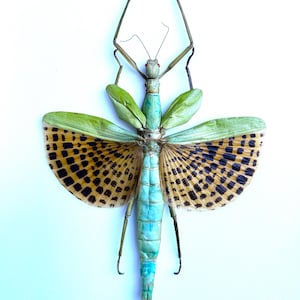 May include: A detailed top-down view of a large insect with a light blue body and green wings. The wings are open, displaying a pattern of brown and black spots. The insect's legs are long and thin, and its antennae are extended upwards.