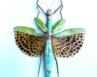 Jungle Nymph (heteropteryx Dilatata) Real Specimen Unframed. - Etsy