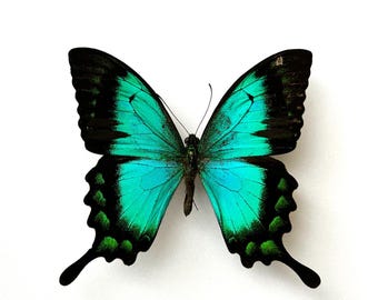 Papilio Lorquinianus - Sublime turquoise butterfly naturalized individually - Exotic insect for frame, bell or entomological collection