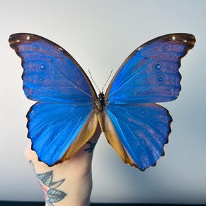 アゲハチョウ – 大きな黒と黄色の蝶が保存された | 珍品コレクションと