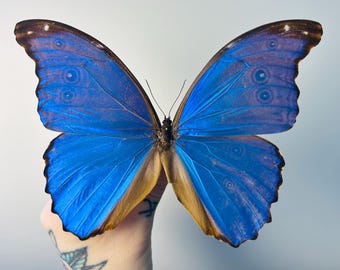 モルフォ・ペレイデス（オス） – 青い大型のプリザーブドバタフライ