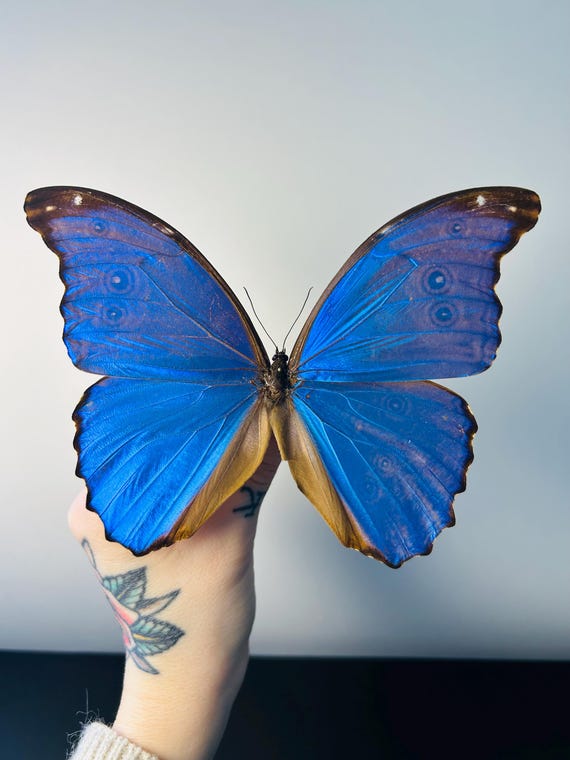 Morpho Didius – Large Metallic Blue Preserved Butterfly | Rare