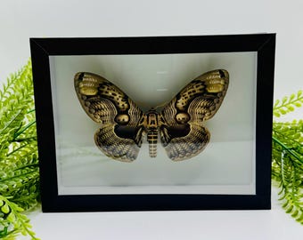 Papillon Brahmaea Hearseyi naturalisé – Cadre entomologique noir fond blanc – Décoration cabinet de curiosités, entomologie