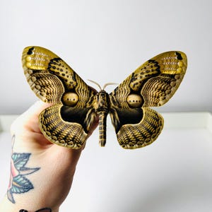 Pode incluir: Uma grande mariposa com uma envergadura de aproximadamente 15 cm. As asas exibem um padrão detalhado em tons de castanho, preto e dourado, com marcas semelhantes a olhos. O corpo da mariposa é castanho escuro e tem antenas delicadas.