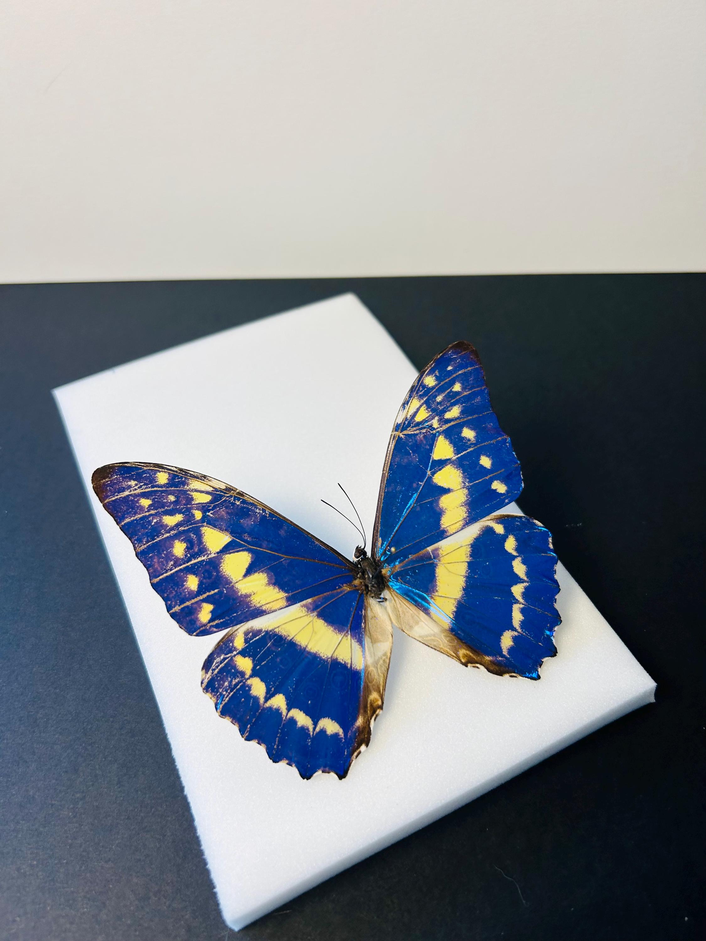 Morpho Cypris – Naturalized Metallic Blue Butterfly | Tropical