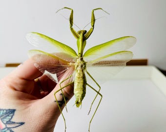 Hierodula venosa – Mantide religiosa preparata e appuntata – Esemplare entomologico A1 – Gabinetto delle curiosità – Insetto imbalsamato