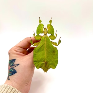 Peut inclure: Un insecte-feuille vert, ressemblant à une feuille, est présenté sur fond blanc. Le corps de l'insecte est vert vif avec des textures et des motifs de feuilles. Ses pattes et antennes sont visibles, renforçant son camouflage. Un exemple unique de mimétisme naturel.