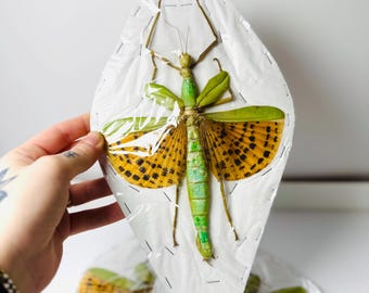 ブル巨大ナナフシ（Anchiale buruense）17 cm+ A1 インドネシア産実物