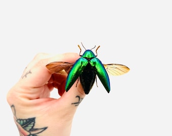 Sternocera ruficornis with wings spread – Preserved metallic green jewel beetle (A1 quality) – Asian jewel beetle – Cabinet of curiosities