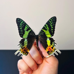Naturalized butterfly Urania Rhipheus - Madagascar - Rare Iridescent Multicolored Sunset Moth - Entomological specimen for decoration A1