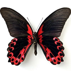 Naturalized Butterfly Papilio Rumanzovia - Philippines - Black and Red Tropical Insect - Entomological Specimen for Collection or Decoration