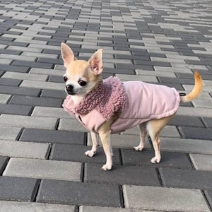 Puede incluir: Un pequeño chihuahua marrón claro con un abrigo para perro rosa y marrón con cuello de piel. El perro está de pie en un camino de adoquines grises.