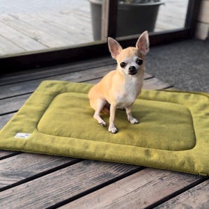 May include: A small, tan chihuahua dog sits on a green, rectangular dog bed. The bed has a raised edge and is made of a soft, plush material.