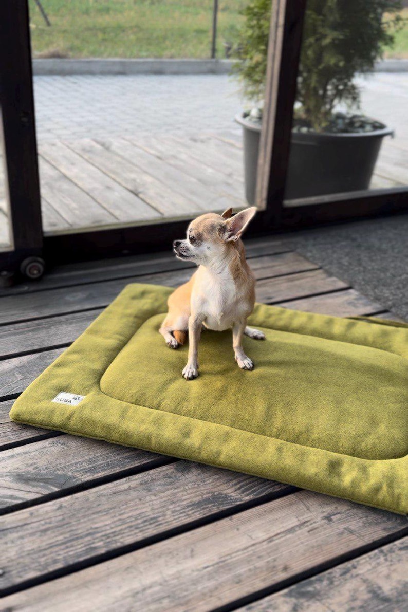 May include: A small, tan chihuahua dog sits on a green rectangular dog bed with a brown border. The bed is on a wooden floor.