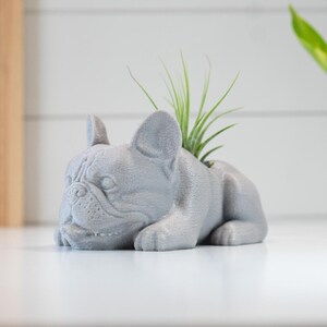 French Bulldog Air Plant Holder: 3D Printed PETG Plastic Planter