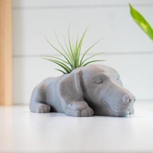 May include: A gray, dog-shaped planter holding a green air plant. The planter is made of a smooth material and has detailed features. The dog is lying down, with its head resting on its paws. A decorative item for the home.