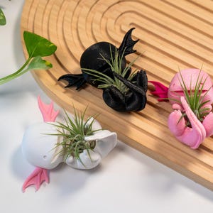 Op de afbeelding: Drie axolotl-vormige luchtplantenbakken in wit, zwart en roze, elk met een groene luchtplant. De houders hebben vleugelachtige structuren en zijn gerangschikt op een houten oppervlak.