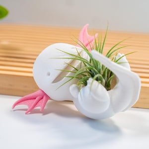 Axolotl luftväxthållare / Tillbehör för inomhusväxter / Liten bordsväxt för Tillandsia