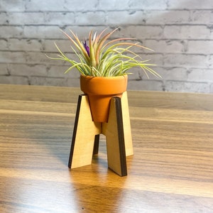 Puede incluir: Una pequeña planta de aire en una maceta de terracota se asienta sobre un soporte de madera. El soporte está hecho de dos piezas de madera que tienen forma de triángulos y se unen en la base.