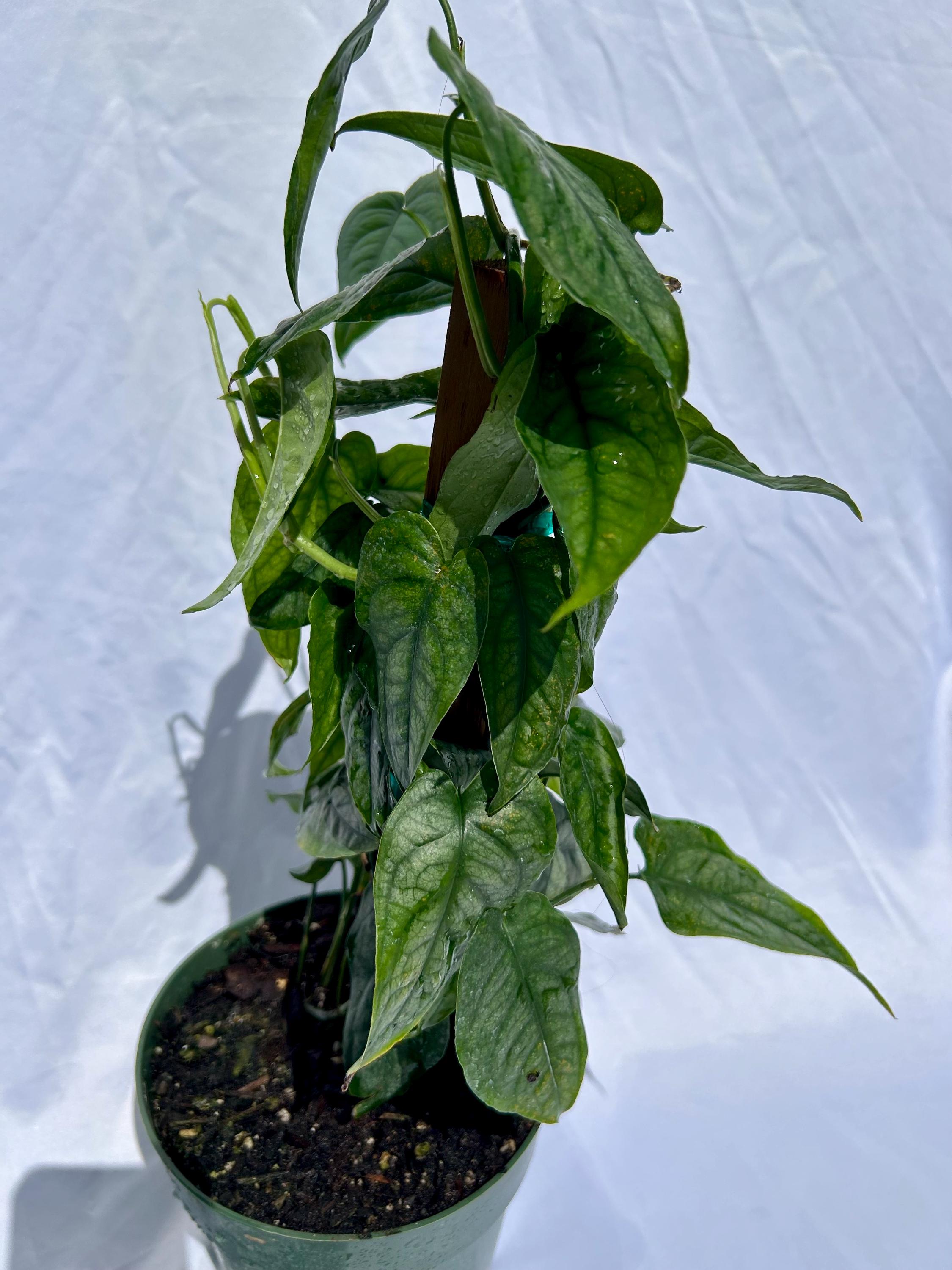 Monstera Siltepecana on Pole – 6” Pot | Silver Foliage Aroid | Exact Plant