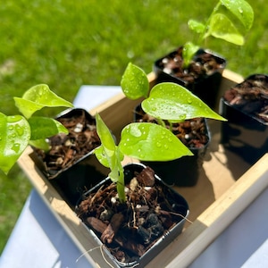 May include: A wooden tray containing four small black plastic pots, each holding a young plant with bright lime-green, heart-shaped leaves. The leaves are covered in small water droplets, and the soil in the pots is dark and textured.