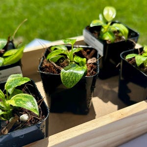 May include: Four small potted plants with variegated green and yellow leaves in black plastic containers, arranged inside a light-colored wooden tray. Each plant features glossy foliage with distinct patterns, set in dark soil with visible mulch.