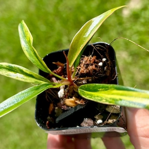 May include: A small Philodendron plant in a black plastic nursery pot. The plant features elongated, pointed leaves with variegated patterns of dark green and bright yellow. A reddish-brown stem connects the leaves, which are planted in soil.