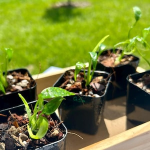 May include: Five small green plant seedlings are potted in individual black square plastic containers. Each plant features vibrant, glossy leaves with visible water droplets. The pots are arranged together inside a light-colored wooden tray.