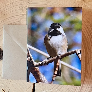 Chickadee Bird Greeting Card, Nature Photography by Abigail Radunz and White Pine Artworks, 4.13" x 5.83", 16pt paper thickness