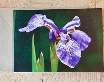 Blue Flag Iris Flower Greeting Card: Nature Photography