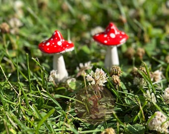 Pilz Pflanze/Garten Pals
