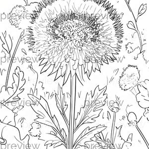 May include: Black and white line art illustration of a large dandelion flower with detailed petals and leaves. The image is a close-up view of the flower, with other smaller flowers and foliage in the background. The image is suitable for coloring.