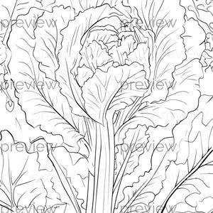 Peut inclure: Illustration en noir et blanc détaillée d'un légume-feuille vert, peut-être du chou ou de la laitue. L'image met en évidence les veines et les textures complexes des feuilles, avec un accent sur la tige centrale et le feuillage environnant. L'œuvre convient au coloriage.