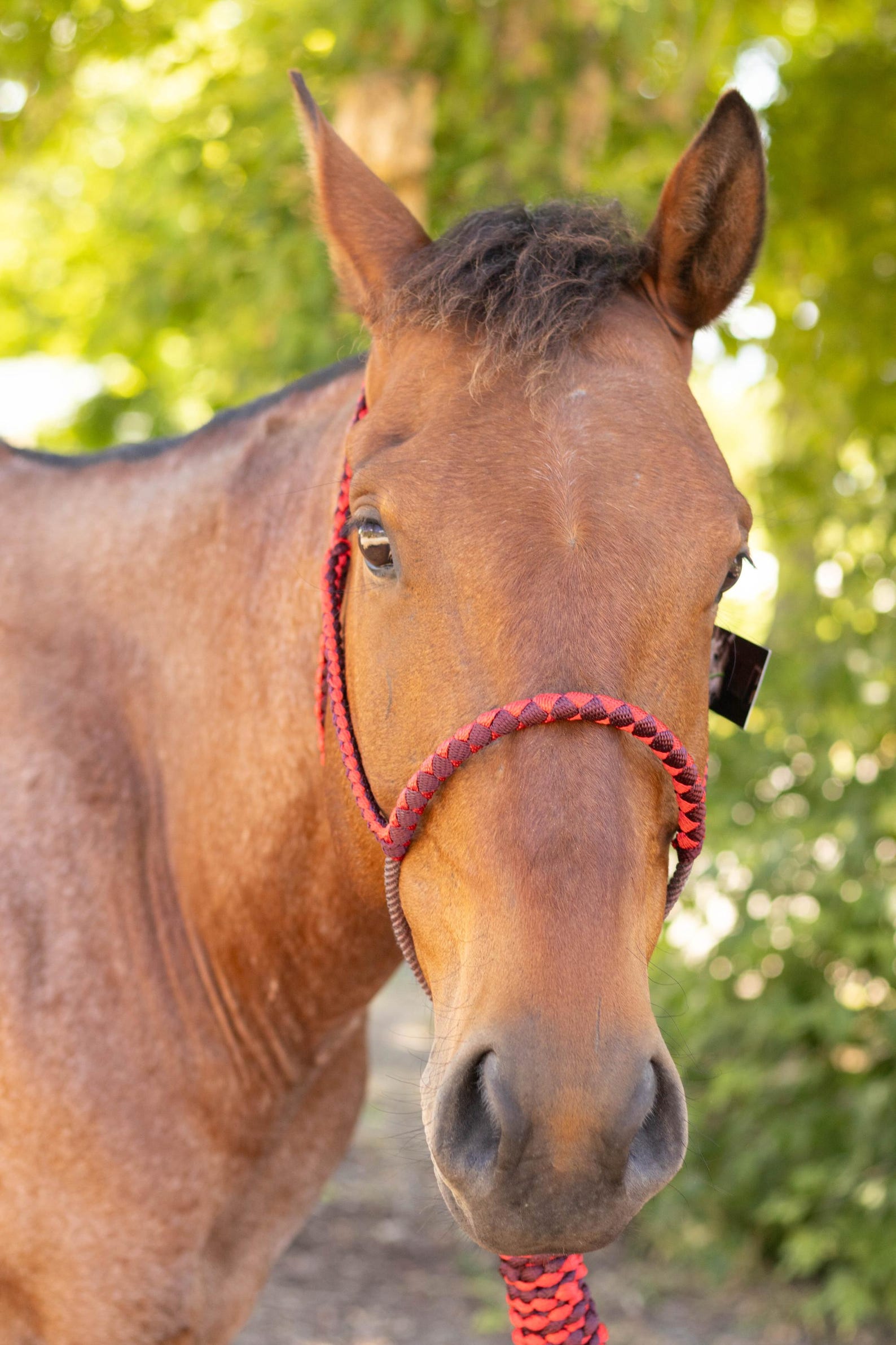 Classic Equine Black Rope Halter & Lead