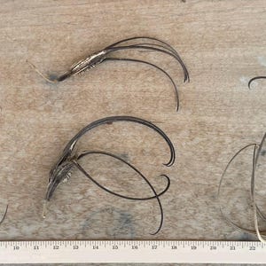6 Medium Devil’s Claw Pods | Wild | Organic | AZ Devil’s Claw | Basket Weaving | Primitive Arts and Crafts | Harvested in AZ | Doubleclaw
