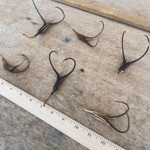 6 Mini Devil’s Claw Pods | Wild | Organic | AZ Devil’s Claw | Basket Weaving | Primitive Arts and Crafts | Harvested in Arizona | Doubleclaw