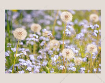 Dandelions and Purple Flowers Digital Photo Download, Summer Nature Stock, Field of Wildflowers in Glowing Light Image