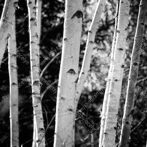 白黒の白樺の写真、デジタルダウンロードストック画像、自然の背景スタイルの写真、森の中の紙の白樺の木
